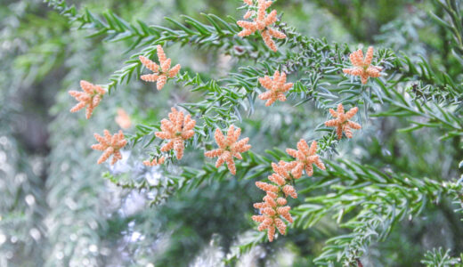 私の花粉症対策（体質改善）